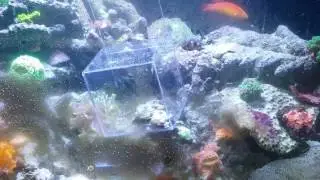 Trying to catch my purple tang
