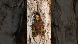 polilla esfinge de la muerte