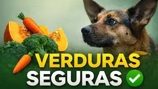 Estas verduras S&Iacute; puede comer tu perro (y c&oacute;mo d&aacute;rselas bien)