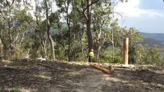 tree falling 1/4