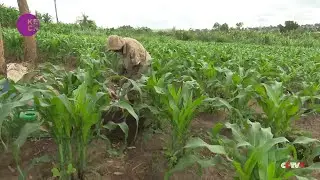 Ugandan farmers switch to organic fertilizers as price of chemical hikes
