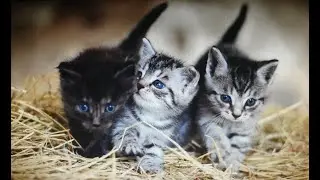Les chats (Adelphe Froger)