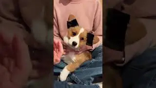 Hoagie&rsquo;s breeder visited to tape his ears up so they stay up instead of flopping around everywhere!