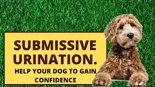 Submissive urination