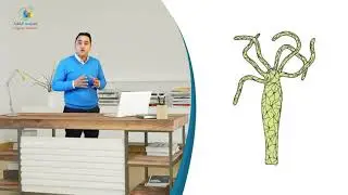 05 معائياتُ الجوف علوم8
