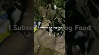 Please Subscribe #adoptstrays #straydog #dog #pets #streetdog #puppy #wilddog #yourdog