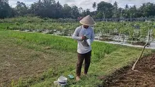 FARMERS&rsquo; SECRET: EASY YET UNIQUE WATER SPINACH SOWING METHOD! - Agriculture Farming