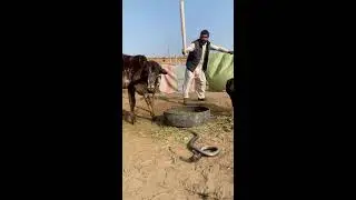 Snake Discovery TV Live Stream