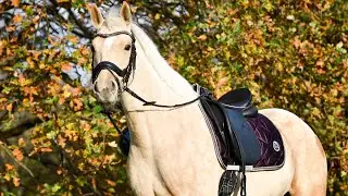 Een pony kopen het hele proces * Hart voor Paarden *