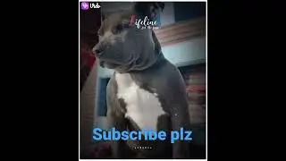#americandog#viral#tranding#