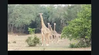 Luambe Camp Game Drives Sept 2023