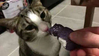 Will My Cats Eat It? Episode 2 Peeps Marshmallow Spooky Cats