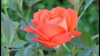 Forgive but Never Forget. #flowers