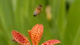 The Professional Pollinator