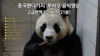 중국판다기지 공식영상 푸바오 관련 내용 21분 전체 번역본(방언 포함) 입니다. 건강상태와 내실생활이 포함되어 있습니다.