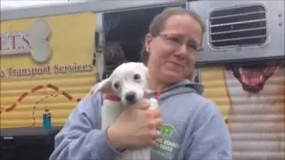 Helping Hounds Dog Rescue: Texas dog delivery