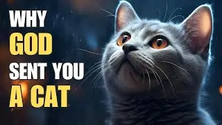 😺 Why God sent you a cat | Feline spirituality