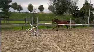 Monchou van het Oosterhof (mindset es x banagro m x jokinal de bornival)
