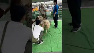 Sheep and goat show in Japan