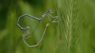 стрекозы плосконожка обыкновенная Platycnemis pennipes