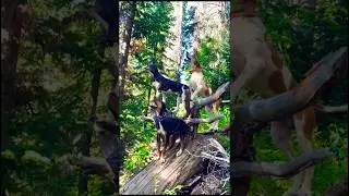 dogs barking on Hunt, Italian brainrot, barking dog #pointerdog #huntingdog #barkingdog #shorts #dog