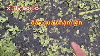 xử lý ao ốc dày quá chậm lớn.