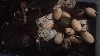 Box Turtle Eggs Laid in June 2017 Hatched!