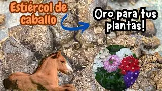 Cómo usar el ESTIERCOL de CABALLO🐴en el  jardin/huerho❗️Excelente abono.