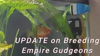 ОБНОВЛЕНИЕ информации о разведении пескарей в рамках проекта Breeding Empire #рыбоводство