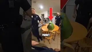 Попугай рассмешил копов после рейда! 🦜😂