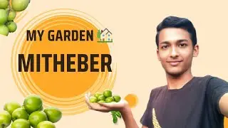 My garden 🏡Mithe Ber🫒
