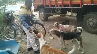 Street Dog 🐶 ❤️ food donet video futage ❤️❤️❤️ #animals #dog #love