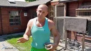Piotr Bugała - PZHGP 0153 Ruda Śląska / Rewelacja ( 50 Wkł. - 41 Konk. )