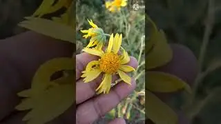 Sunflower part 2 #reneet2024 #neet2025 #neetmistakes #neet