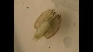 Argulus Fish Louse