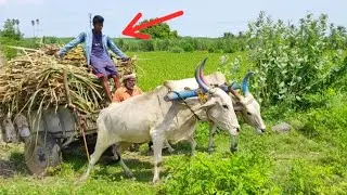 Bullock Cart Load Ride | Bullock Cart Power Performance