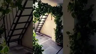 #garden #plants #gardening #flowers #gardendesign #decor #love #like #home #shortvideo #shorts #like