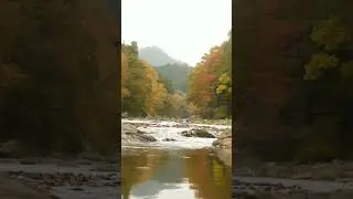 Autumn river sounds #autumn #river
