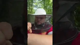 Kamikaze Bee 🐝