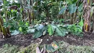 Understand why intercrop bananas need to be trim