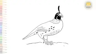 California Quail Bird drawings | Valley quail drawing | How to draw California quail step by step