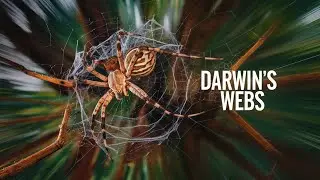 The Incredibly Strong Webs of the Darwin's Bark Spider