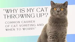 Why Is My Cat Throwing Up? |  Common Causes of Cat Vomiting and When to Worry 🐾