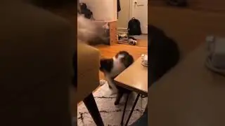 The paw fight!😂🕺 IG Uncoveringcats #cats #cattok #funnycats #cutecats  #1029