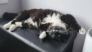 Cute Tuxedo Cat Demands Attention with Superman Pose!