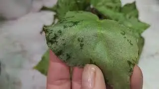 Природные бегоньи 🌿