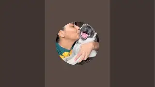 Happy the pug stories is live