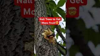 They Nail Trees to Get More Fruit&hellip;