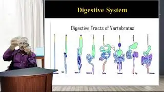 FYBSc Zoology Paper-I Zoo-201 Comparative Anatomy of Vertebrates Unit-3 Digestive System