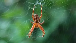 European garden spider | diadem spider | orangie cross spider
